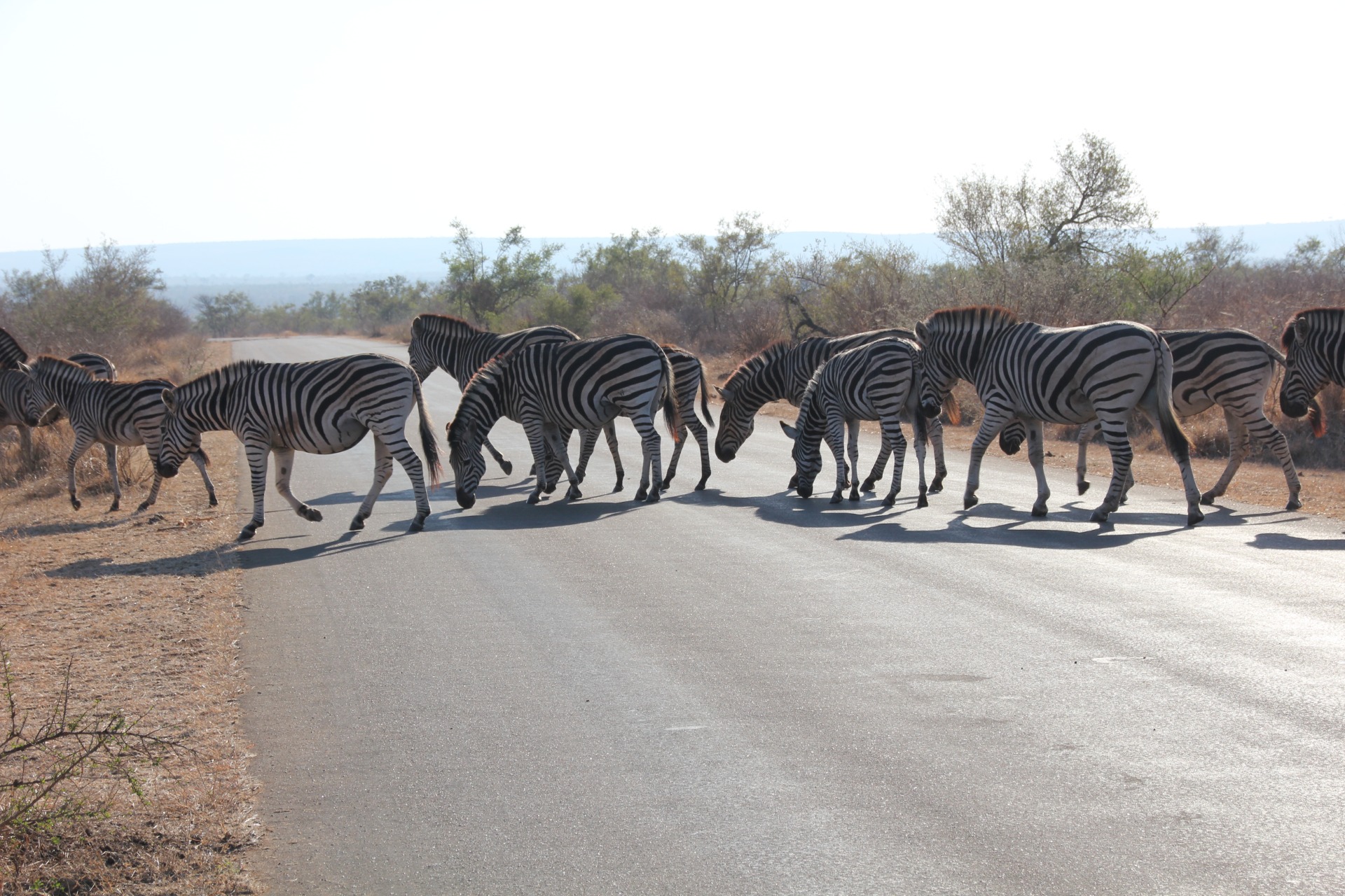 Krugger National Park