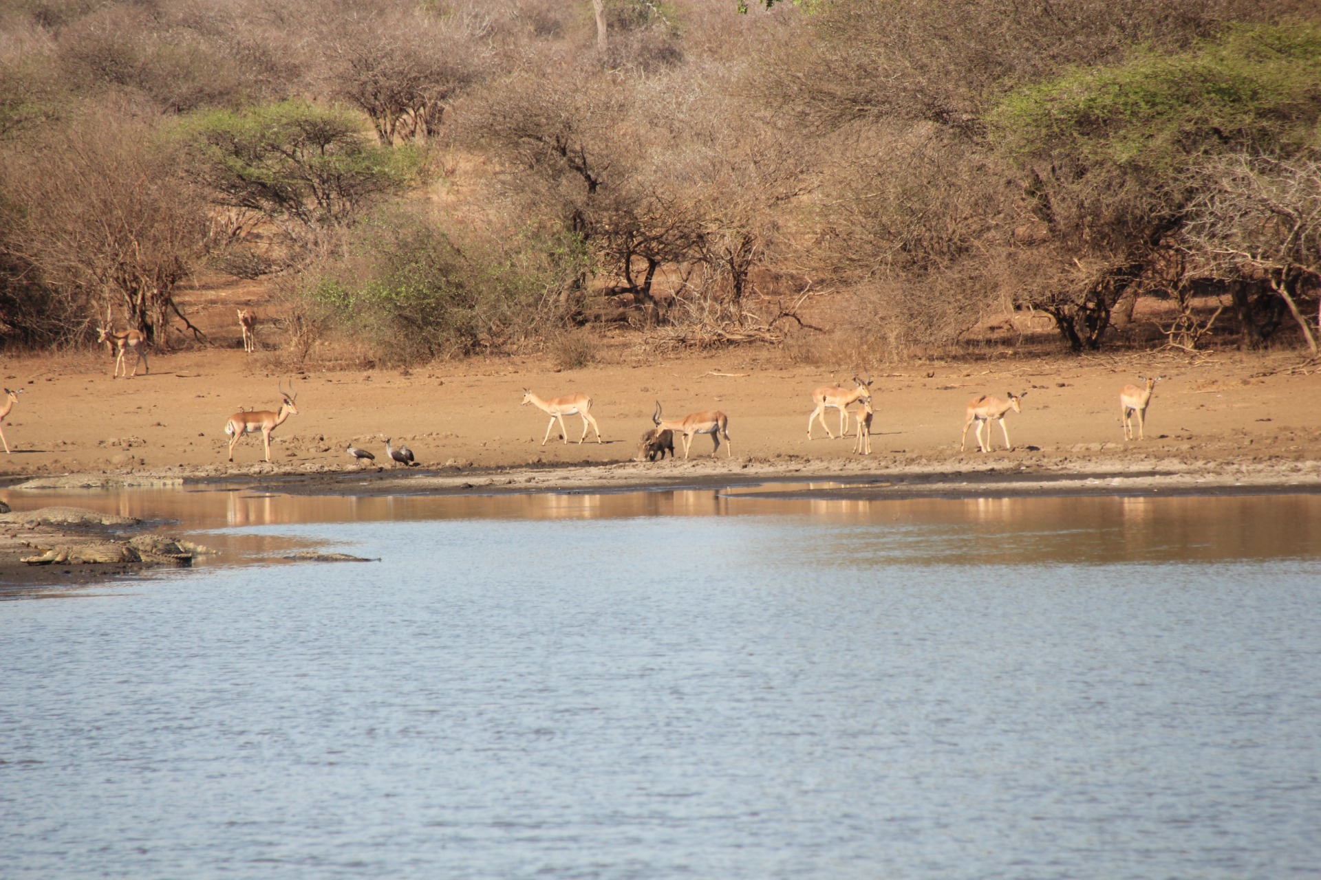 Krugger National Park