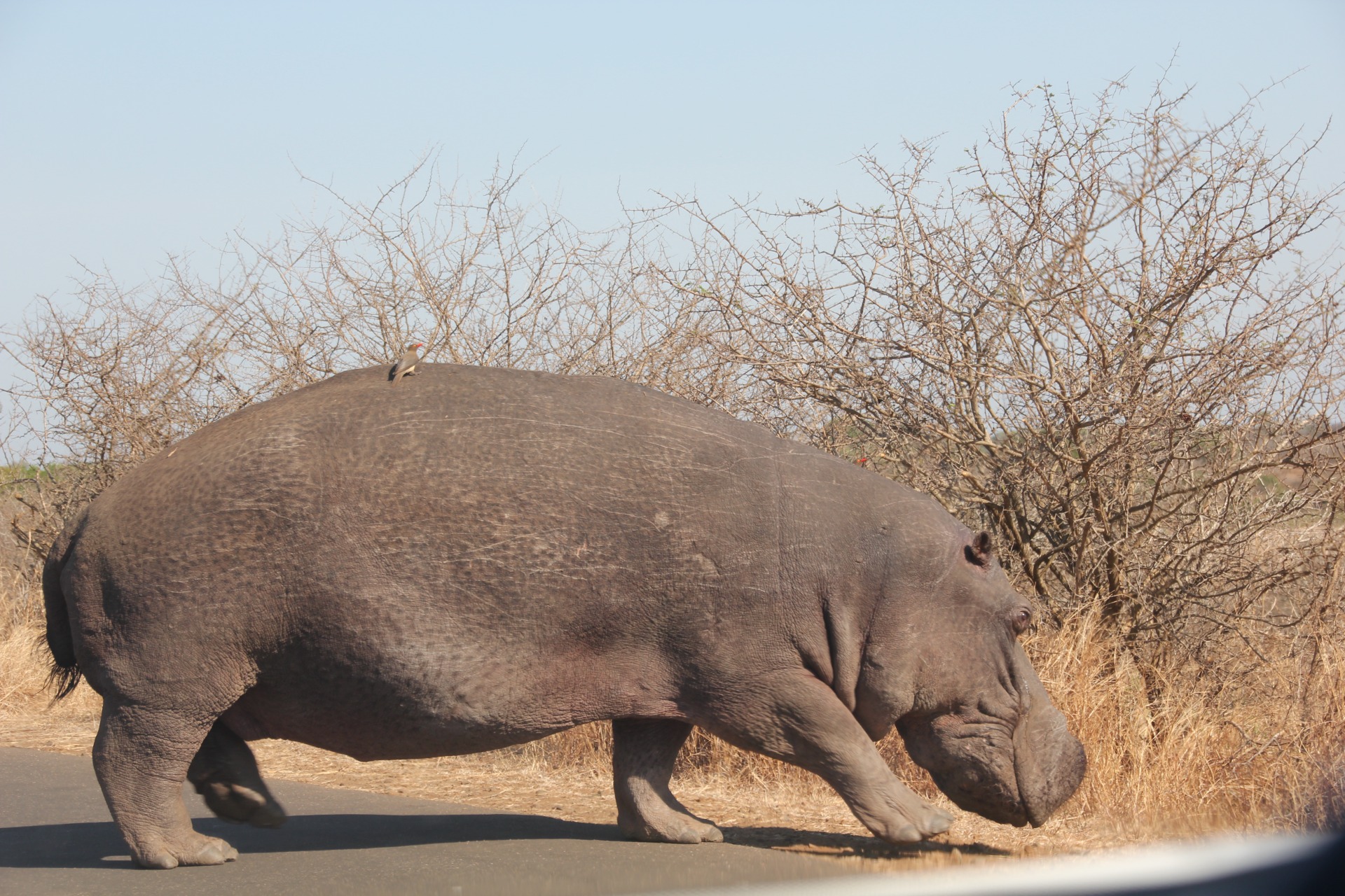 Krugger National Park