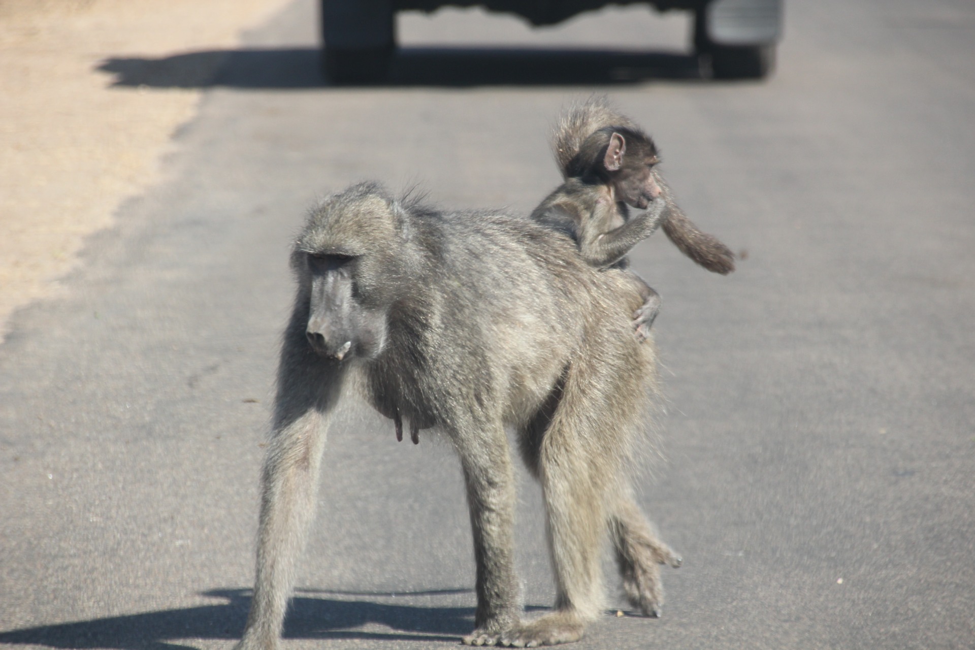 Krugger National Park