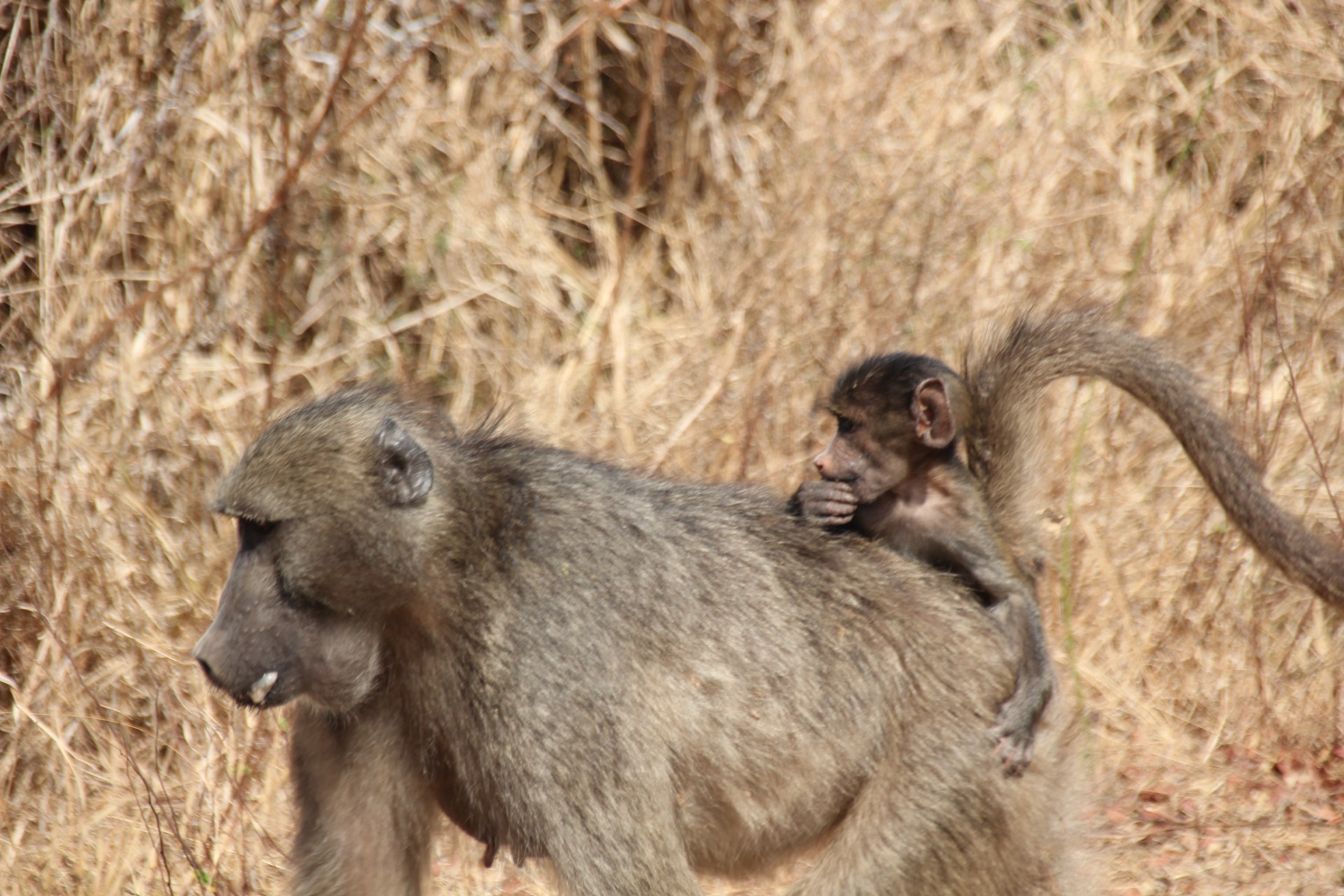 Krugger National Park
