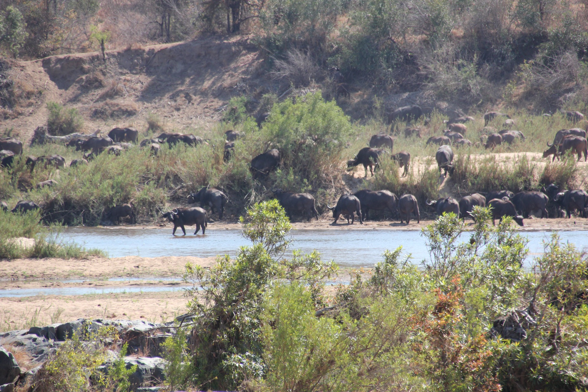 Krugger National Park