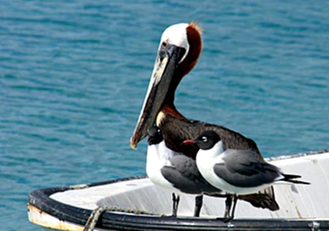 Ilha de Bonaire