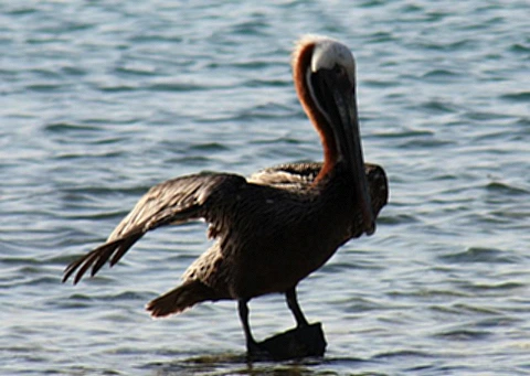 Aves de Bonaire