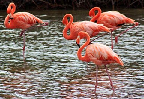 Flamingos -  Bonaire