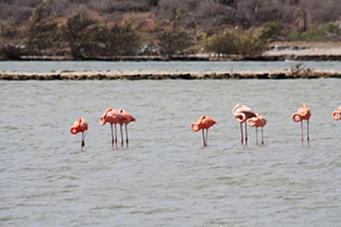 Flamingos