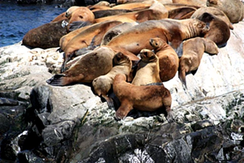 Colonia de leões marinhos