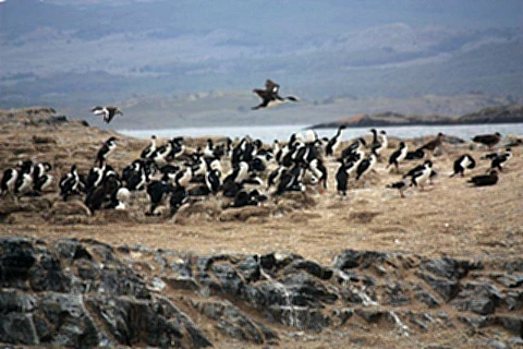 Colonia de Cormoran Real (Ilha Despard)