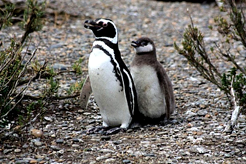 Pinguim com o filhote