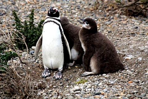Pinguim com os filhotes