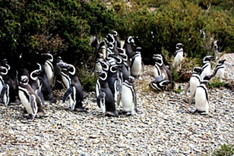 Reunião de pinguins