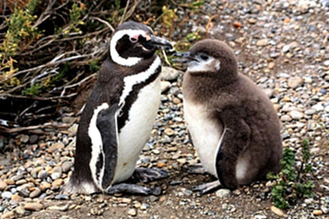 Colónia de Pinguins de Cabo Virgenes - Argentina