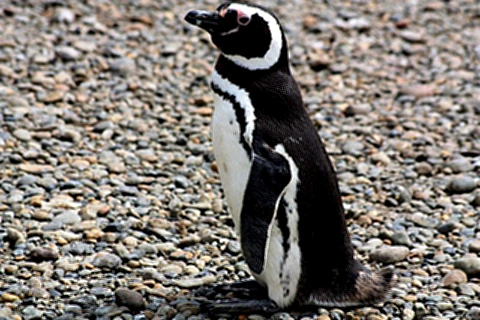 Pinguim posando para a foto