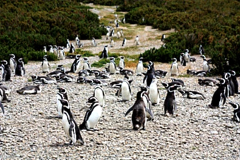 Area de reprodução dos pinguins