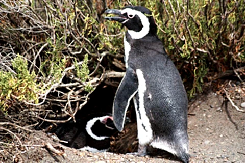 Casal de pinguins no ninho