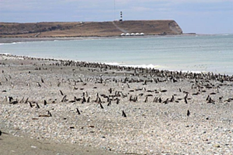 Colonia de pinguins 
