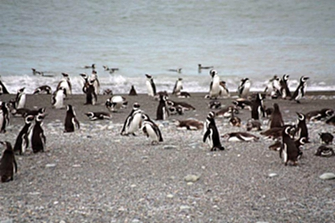Colonia de pinguins 
