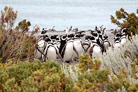 Colónia de Pinguins de Cabo Virgenes - Argentina