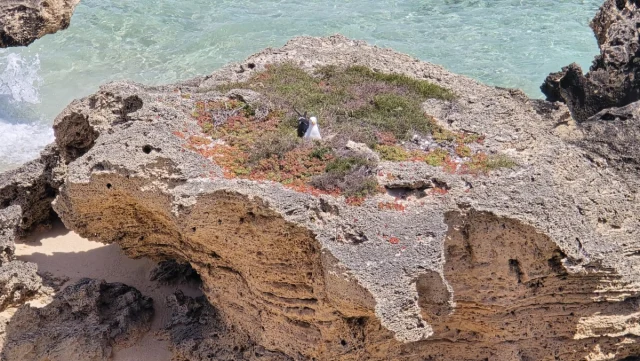Rosttnet Island, Perth - Austrália
