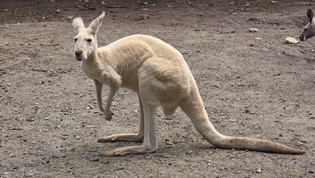 Perth - Austrália