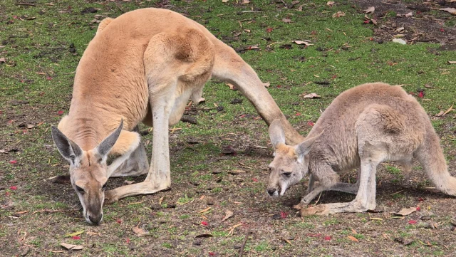 Perth - Austrália