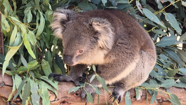 Perth - Austrália