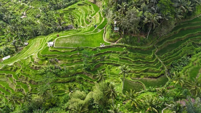 Ubud, Bali,- Idonésia