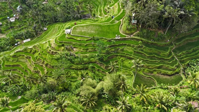 Ubud, Bali,- Idonésia