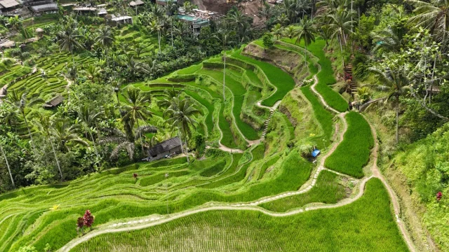Ubud, Bali,- Idonésia