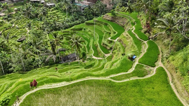 Ubud, Bali,- Idonésia