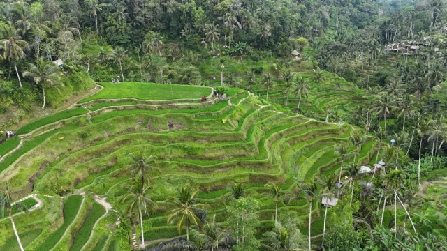 Ubud, Bali,- Idonésia