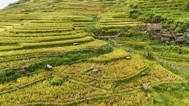 Sa Pa (SaPa) Norte Vietname