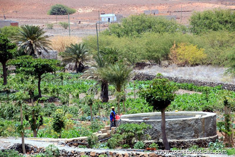 Campos agrícolas do vale da ribeira do Calhau
