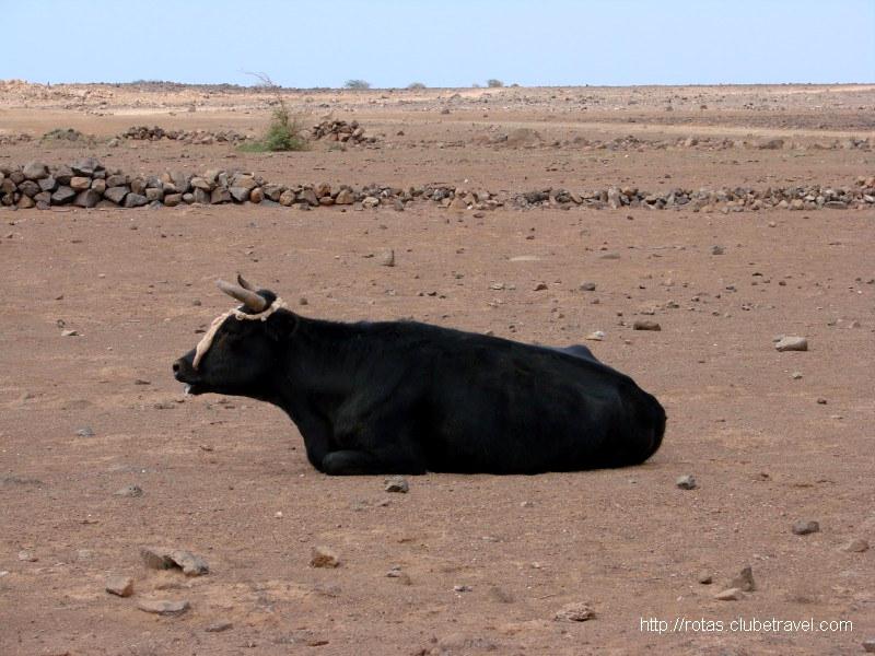 Vacas que devem comer pedra, pois não há mais nada