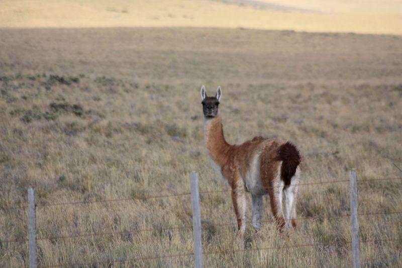 Guanacu