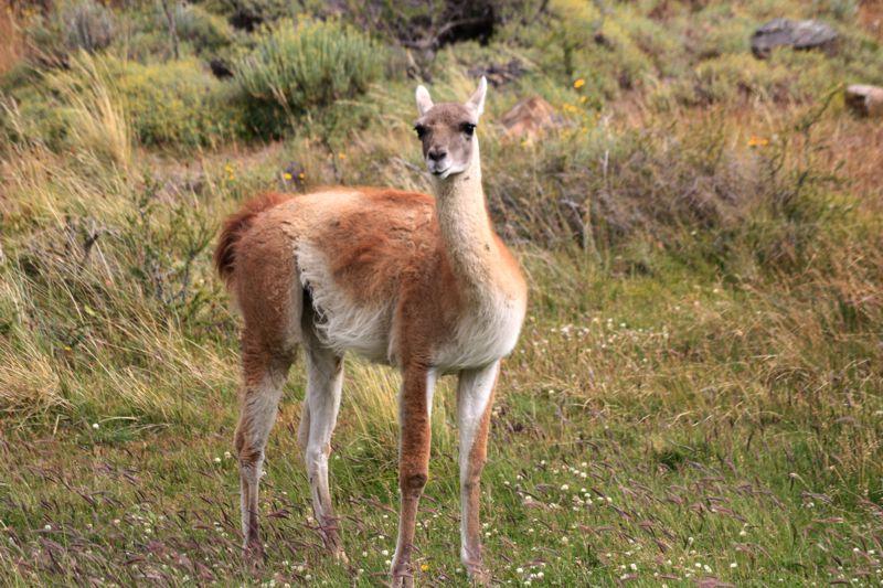 Guanacu