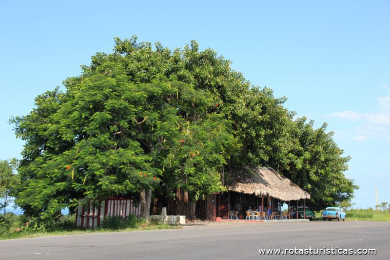 Bar de beira da estrada