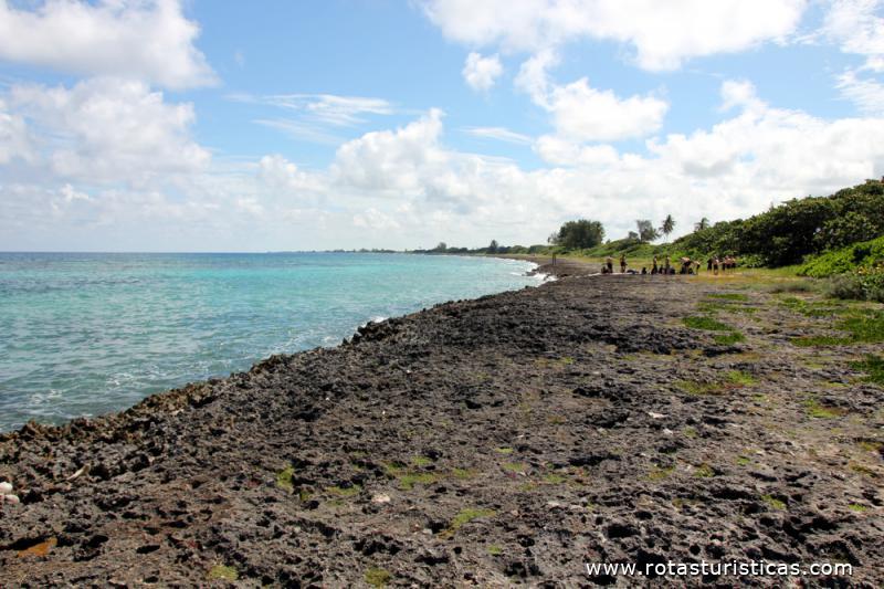 Corais da Laguna de Maya