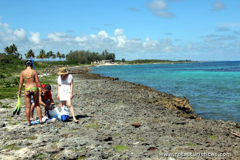 Corais de Laguna de Maya