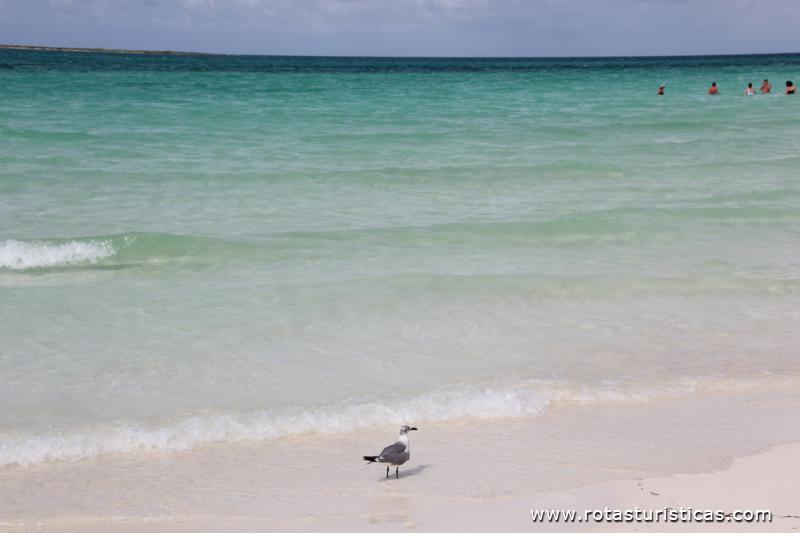 Playa Pilar