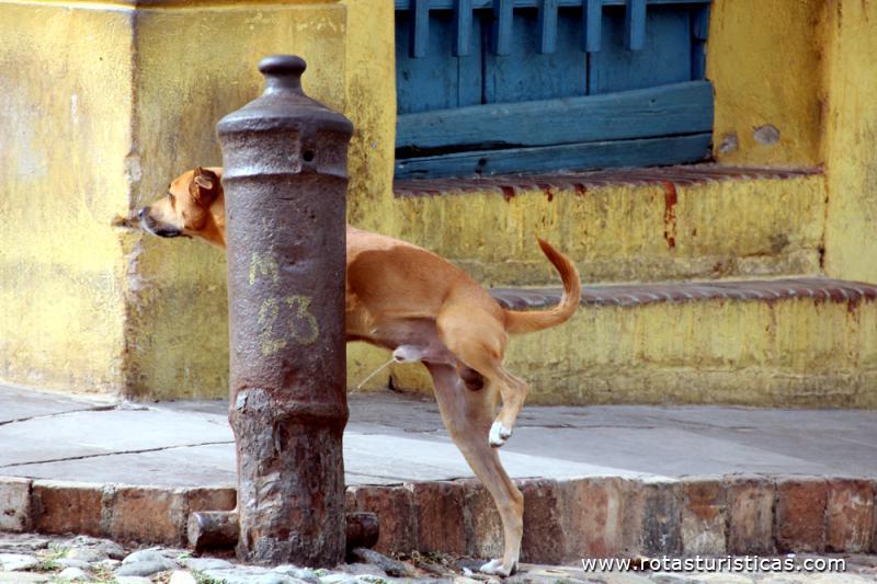 Cão cubano mija da mesma maneira que os outros
