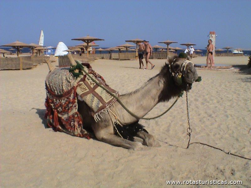 Hurghada - Egipto