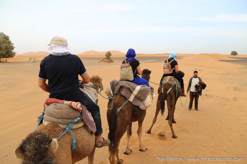 Camelos nas dunas do deserto de Merzouga