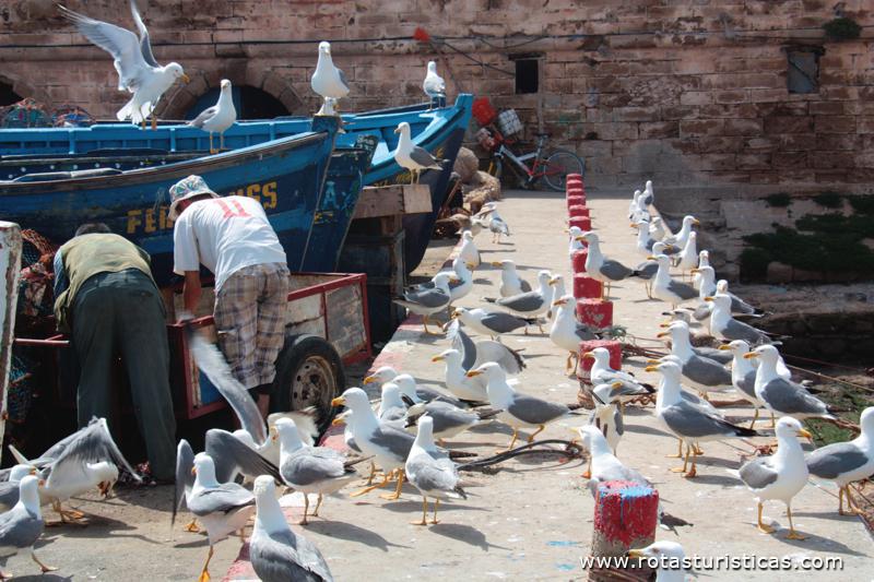 Porto de Pesca de Essaouira
