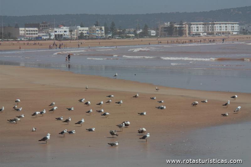 Praia de Essaouira