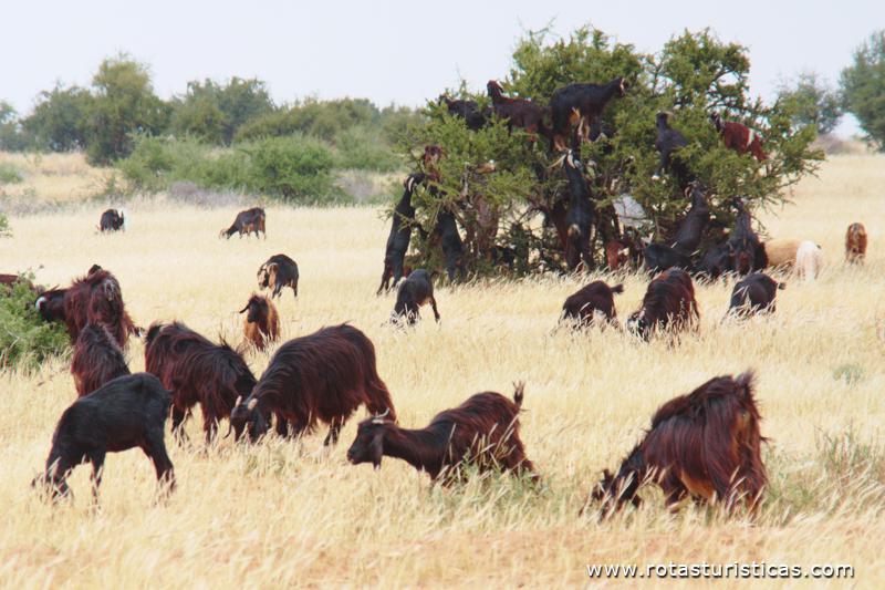 Cabras Alpinistas