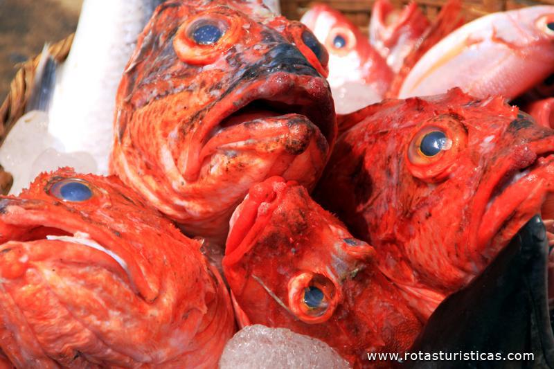 Peixe fresco acabado de chegar