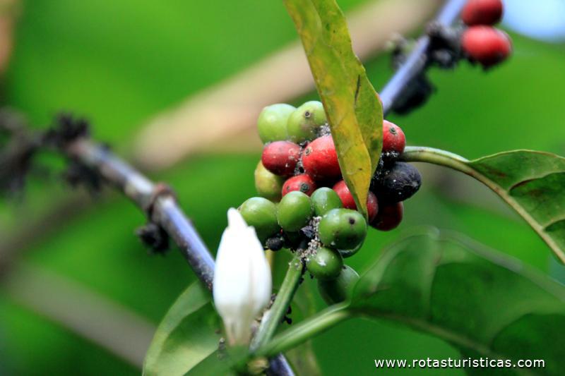 Flor e fruto do café
