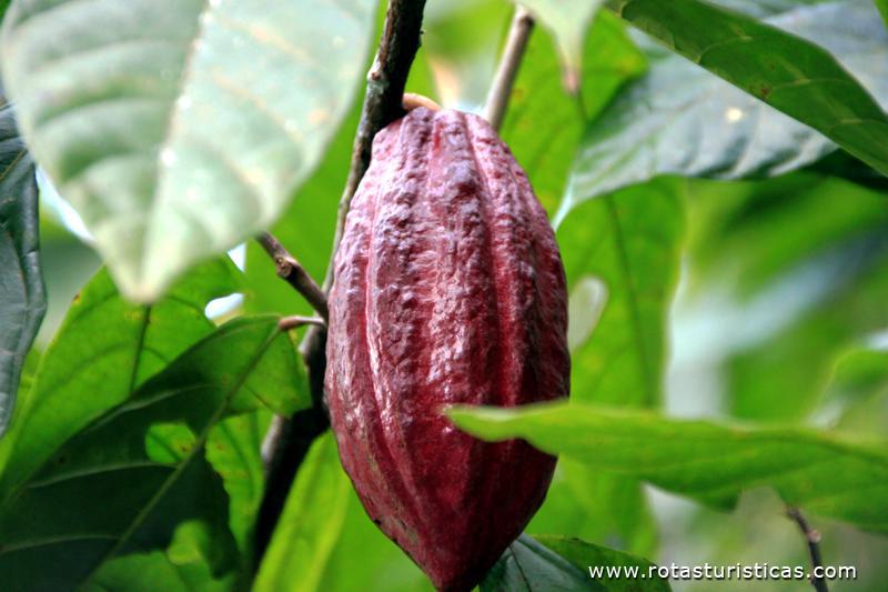 Cacau ( fruto )