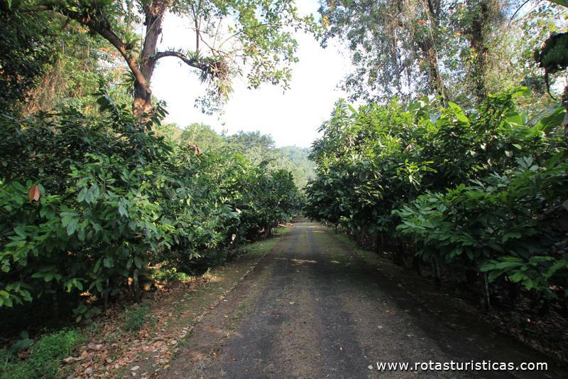 Platanção de Cacaueiros